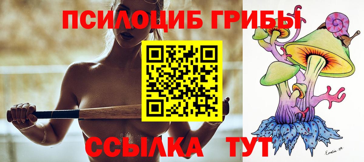 Псилоцибиновые грибы Psilocybe Сосновый Бор